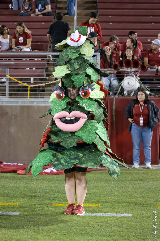 stanford football 2024